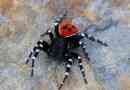 Spider ladybug: izgled, životni stil i reprodukcija